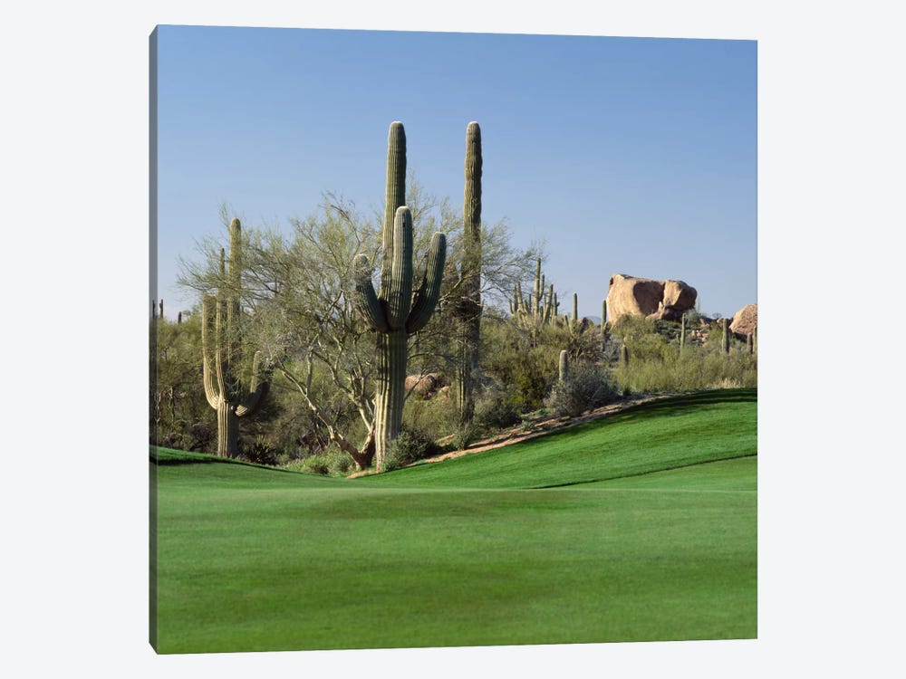 Saguaro Cacti, Troon North Golf Club, Scottsdale, Maricopa County, Arizona, USA by Panoramic Images 1-piece Canvas Print