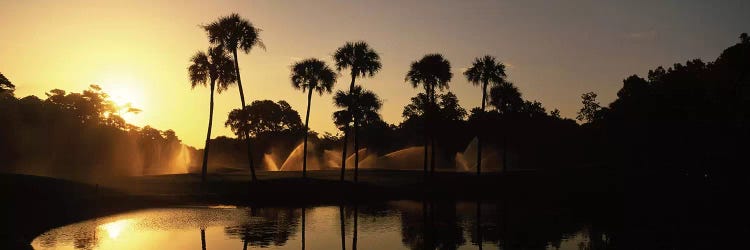 Palm Tree Silhouettes At Sunrise, Kiawah Island Golf Resort, Kiawah Island, Charleston County, South Carolina, USA