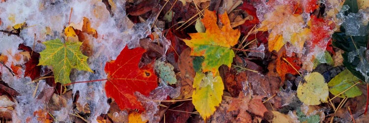 Frost on leavesVermont, USA