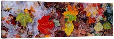 Frost on leavesVermont, USA Canvas Art Print