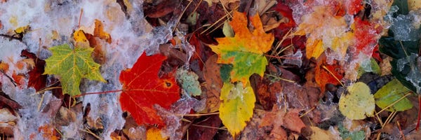 Frost on leavesVermont, USA