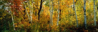 Lac Du Flambeau WI USA by Panoramic Images acrylic art print