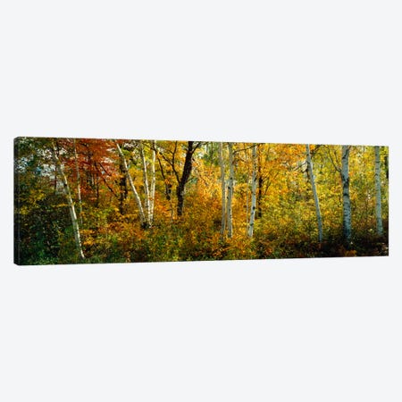 Lac Du Flambeau WI USA Canvas Print #PIM1257} by Panoramic Images Canvas Art Print