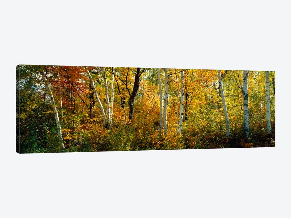 Lac Du Flambeau WI USA by Panoramic Images 1-piece Art Print