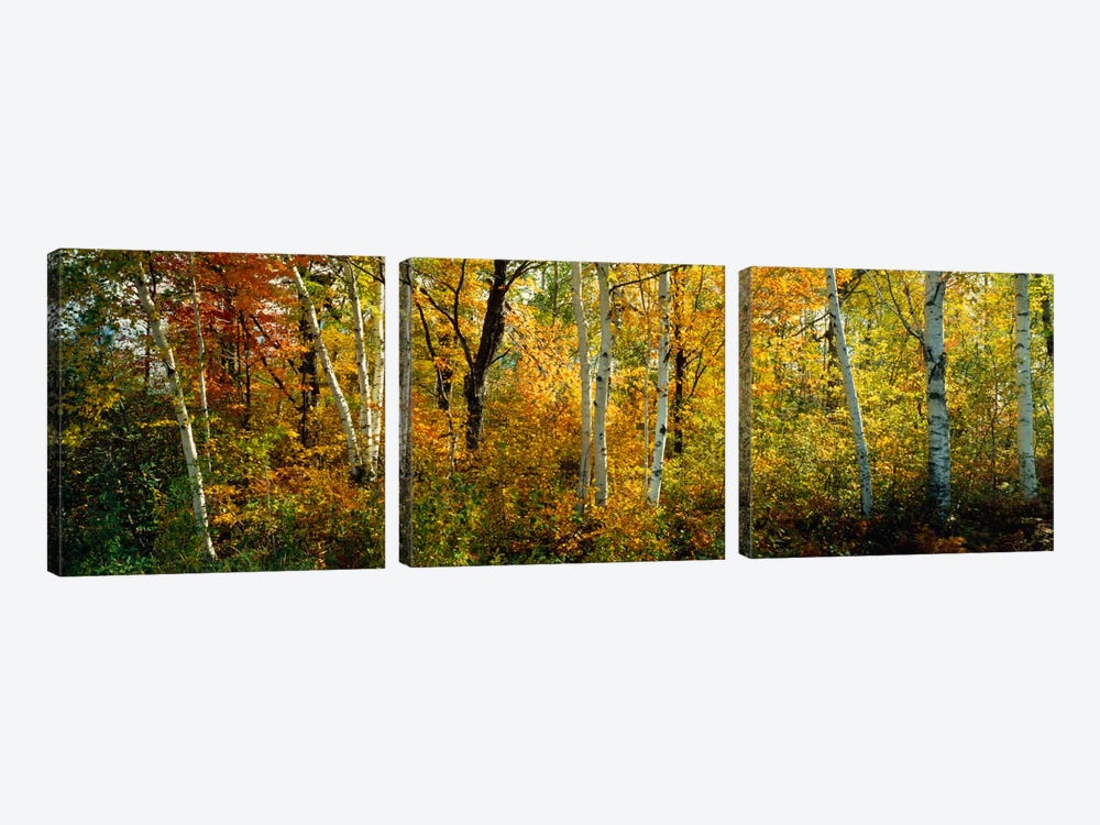 Lac Du Flambeau WI USA by Panoramic Images 3-piece Canvas Art Print