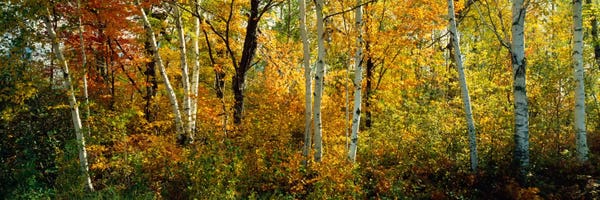 Tree Close-Ups: Lac Du Flambeau WI USA by Panoramic Images