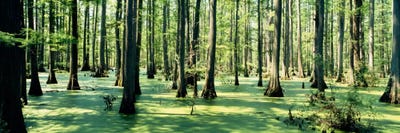 Cypress trees in a forestShawnee National Forest, Illinois, USA by Panoramic Images framed canvas print