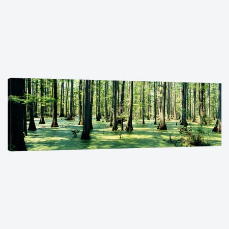 Cypress trees in a forestShawnee National Forest, Illinois, USA Canvas Print #PIM1260} by Panoramic Images Canvas Print