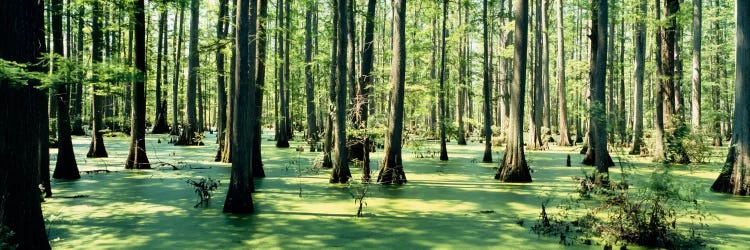 Cypress trees in a forestShawnee National Forest, Illinois, USA