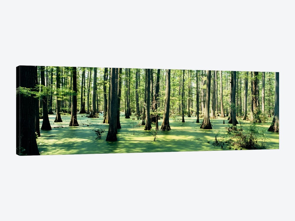 Cypress trees in a forestShawnee National Forest, Illinois, USA by Panoramic Images 1-piece Canvas Art Print
