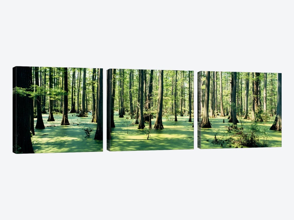 Cypress trees in a forestShawnee National Forest, Illinois, USA by Panoramic Images 3-piece Canvas Print