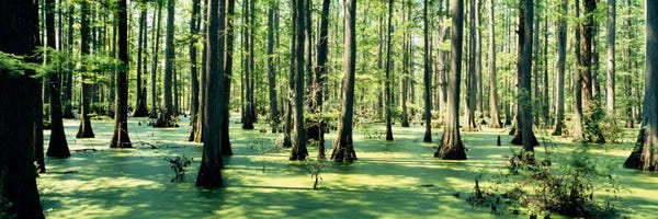 Marshes & Swamps: Cypress trees in a forestShawnee National Forest, Illinois, USA by Panoramic Images