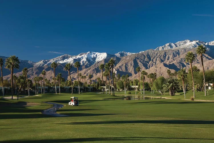 Palm trees in a golf course 4, Desert Princess Country Club, Palm Springs, Riverside County, California, USA