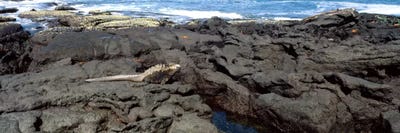 Marine iguana (Amblyrhynchus cristatus) on volcanic rock, Isabela Island, Galapagos Islands, Ecuador by Panoramic Images canvas print