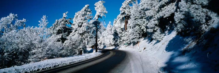 Road passing through a forestLake Arrowhead, San Bernardino County, California, USA