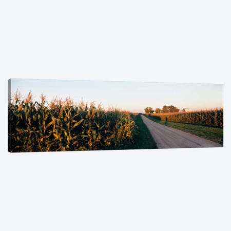 Rural Dirt Road, Illinois, USA Canvas Print #PIM1279} by Panoramic Images Canvas Wall Art