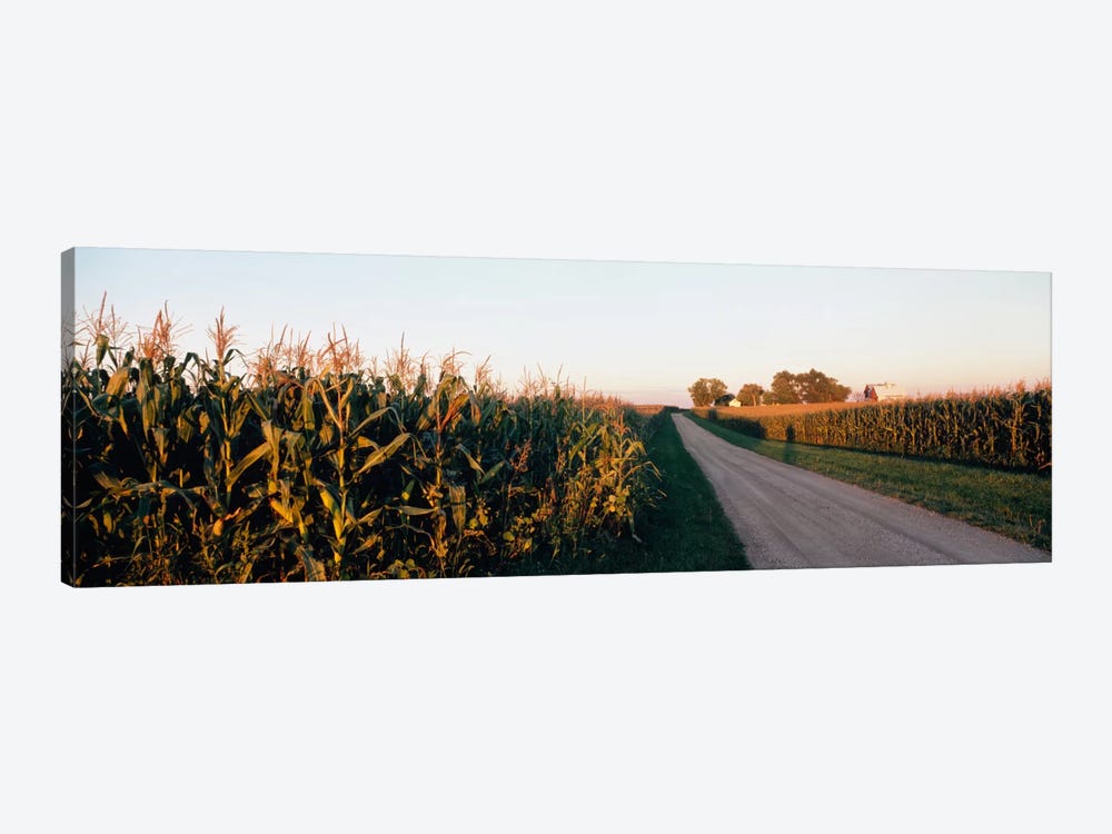 Rural Dirt Road, Illinois, USA by Panoramic Images 1-piece Canvas Art Print