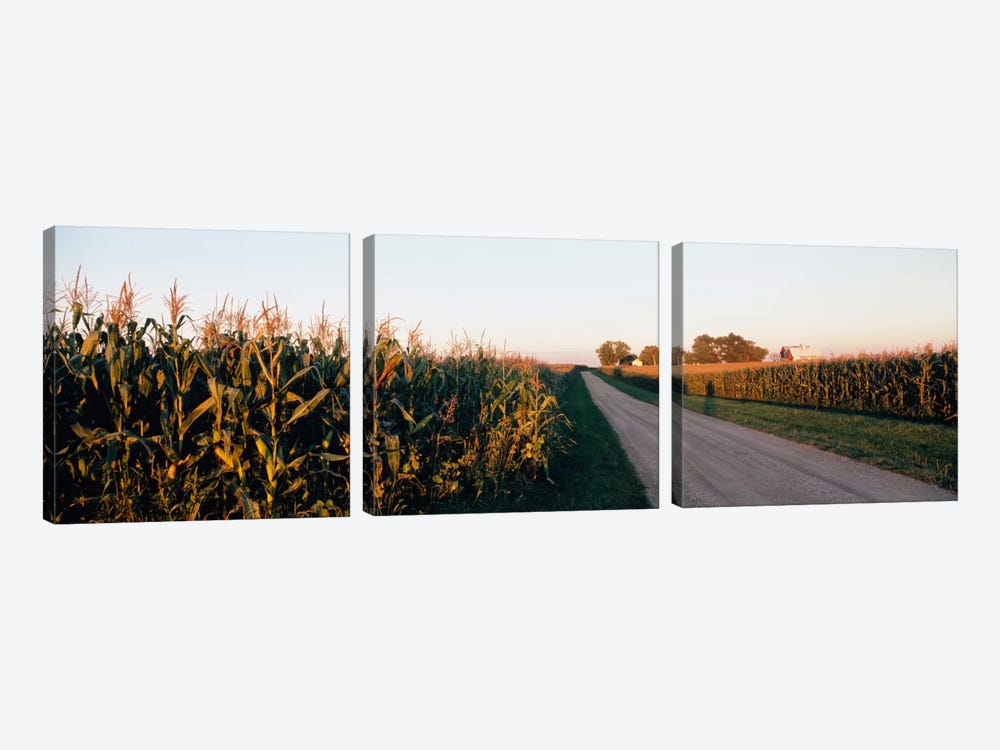 Rural Dirt Road, Illinois, USA by Panoramic Images 3-piece Canvas Art Print