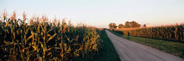 Illinois: Rural Dirt Road, Illinois, USA by Panoramic Images