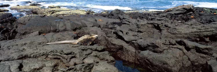 Marine iguana (Amblyrhynchus cristatus) on volcanic rock, Isabela Island, Galapagos Islands, Ecuador