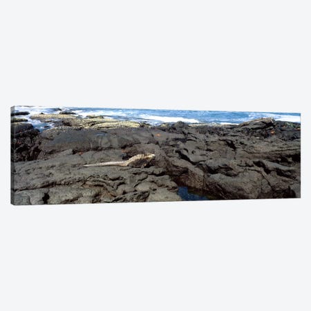 Marine iguana (Amblyrhynchus cristatus) on volcanic rock, Isabela Island, Galapagos Islands, Ecuador Canvas Print #PIM127} by Panoramic Images Canvas Artwork