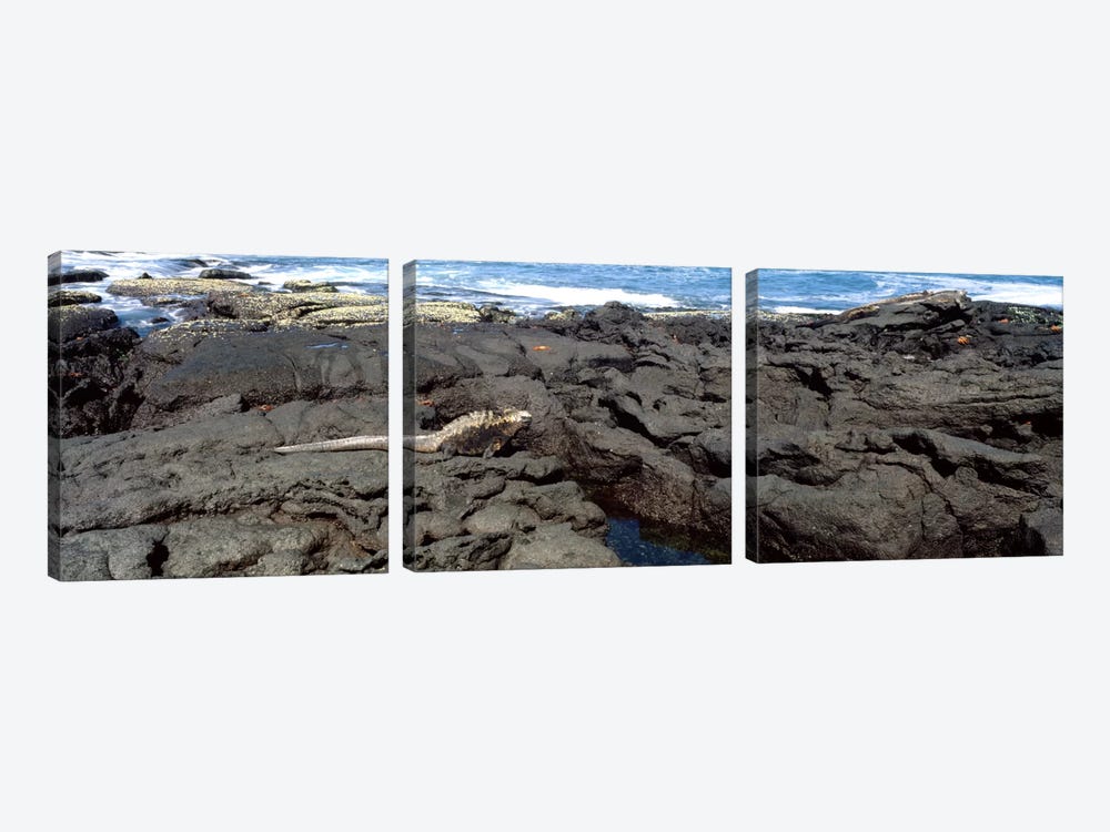Marine iguana (Amblyrhynchus cristatus) on volcanic rock, Isabela Island, Galapagos Islands, Ecuador by Panoramic Images 3-piece Canvas Artwork