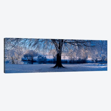 Winter Trees Perkshire Scotland Canvas Print #PIM1286} by Panoramic Images Canvas Wall Art