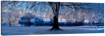 Winter Trees Perkshire Scotland Canvas Art Print - Scotland