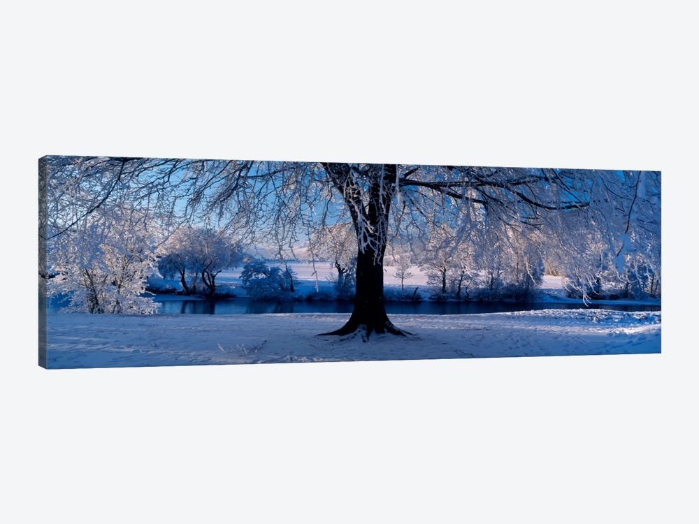 Winter Trees Perkshire Scotland by Panoramic Images 1-piece Art Print