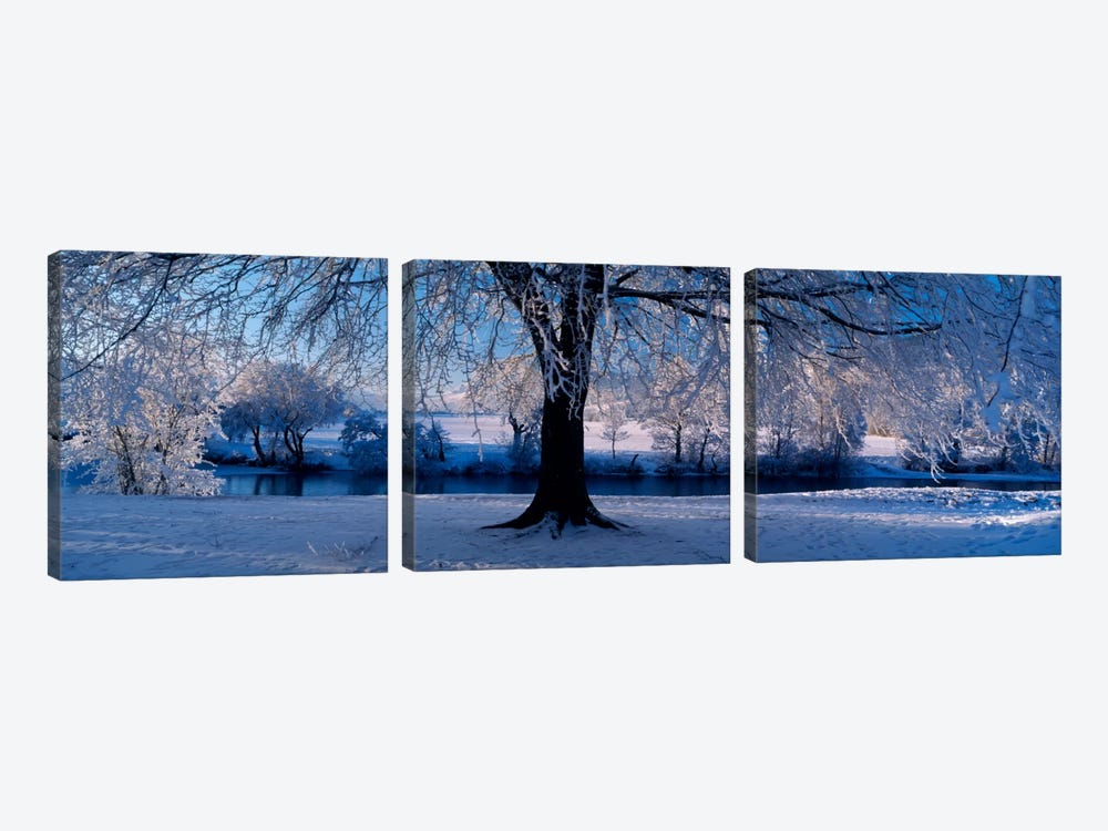 Winter Trees Perkshire Scotland by Panoramic Images 3-piece Art Print