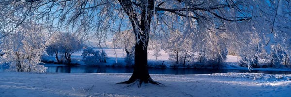 Panoramic Images: Winter Trees Perkshire Scotland by Panoramic Images