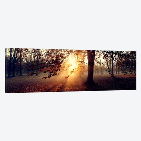 Beech Trees Uppland Sweden Canvas Print #PIM1287} by Panoramic Images Canvas Artwork