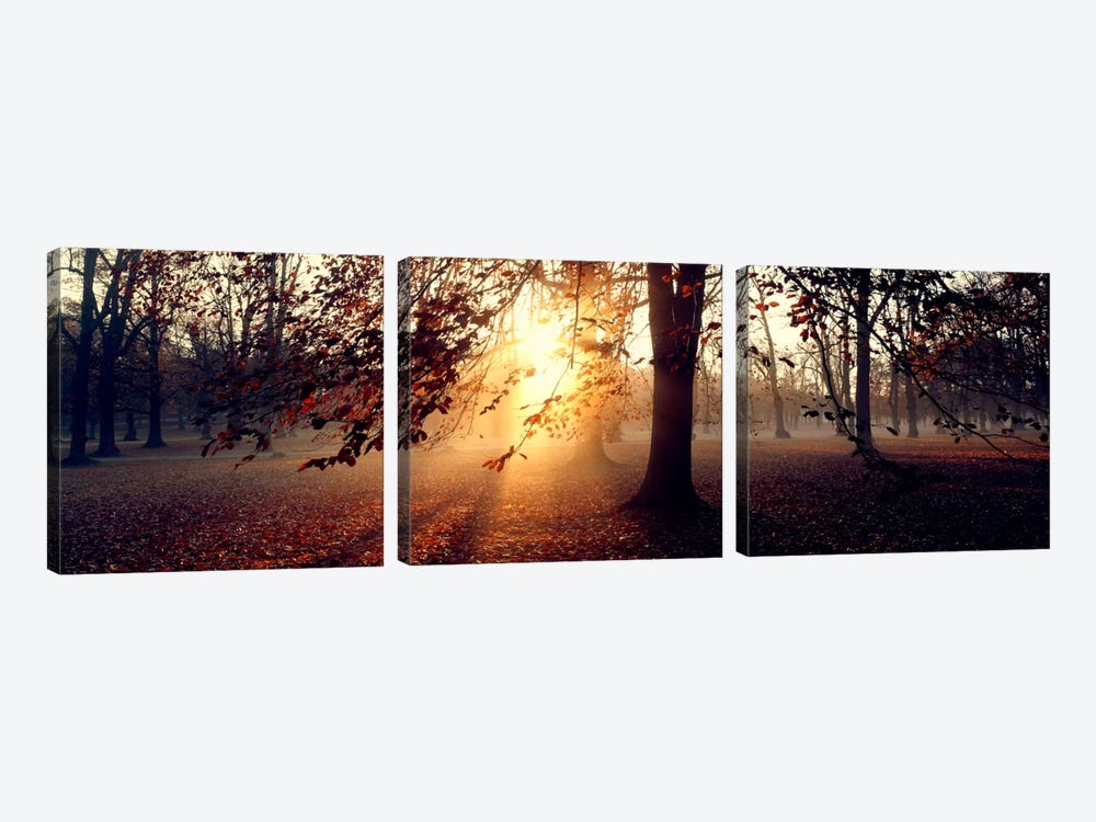 Beech Trees Uppland Sweden by Panoramic Images 3-piece Canvas Wall Art