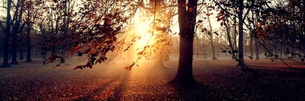 Beech Trees: Beech Trees Uppland Sweden by Panoramic Images