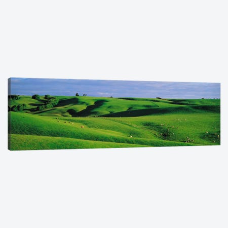 Farmland Southland New Zealand Canvas Print #PIM1289} by Panoramic Images Canvas Print