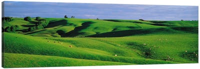 Farmland Southland New Zealand Canvas Art Print - Hill & Hillside Art