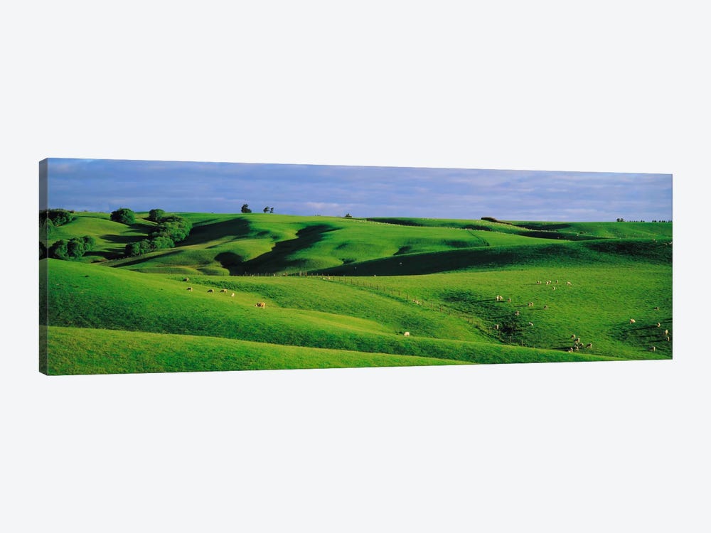 Farmland Southland New Zealand by Panoramic Images 1-piece Canvas Art
