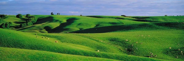 New Zealand: Farmland Southland New Zealand by Panoramic Images