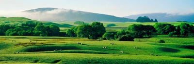 Farmland Southland New Zealand by Panoramic Images acrylic art print