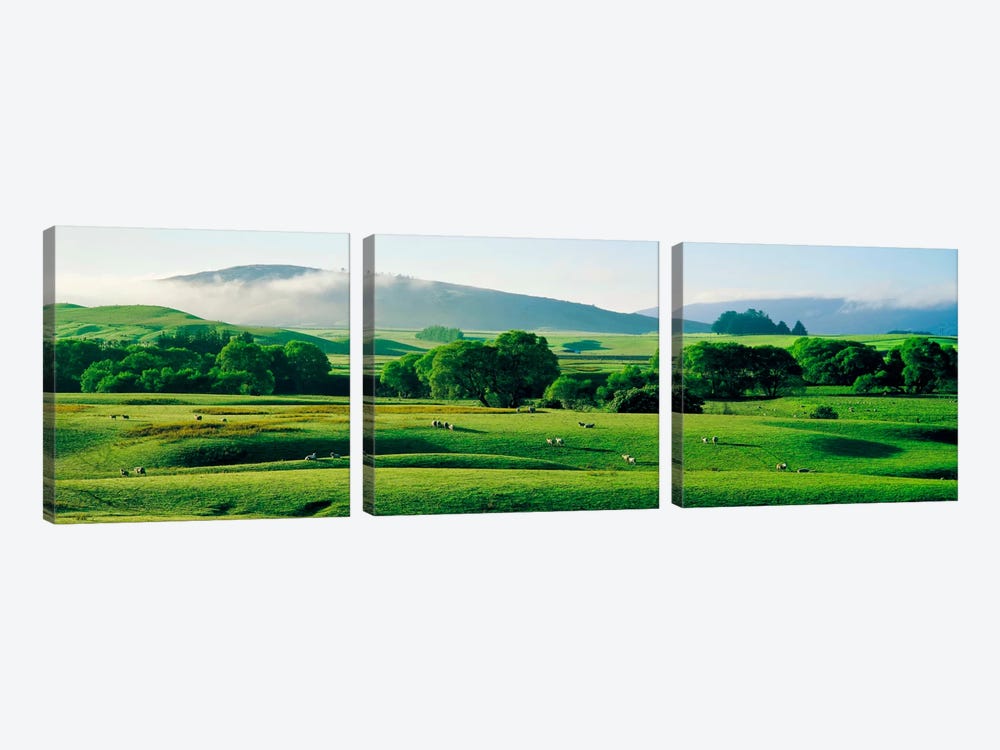 Farmland Southland New Zealand by Panoramic Images 3-piece Canvas Artwork