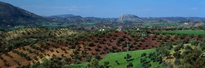 Olive Groves Andalucia Spain by Panoramic Images framed canvas print