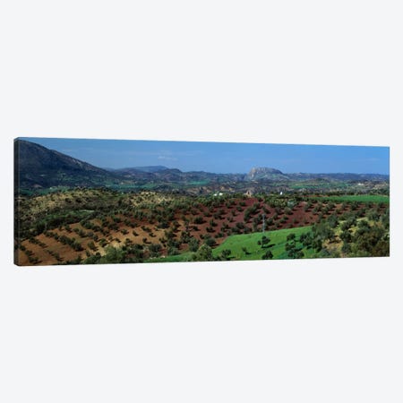 Olive Groves Andalucia Spain Canvas Print #PIM1291} by Panoramic Images Canvas Wall Art