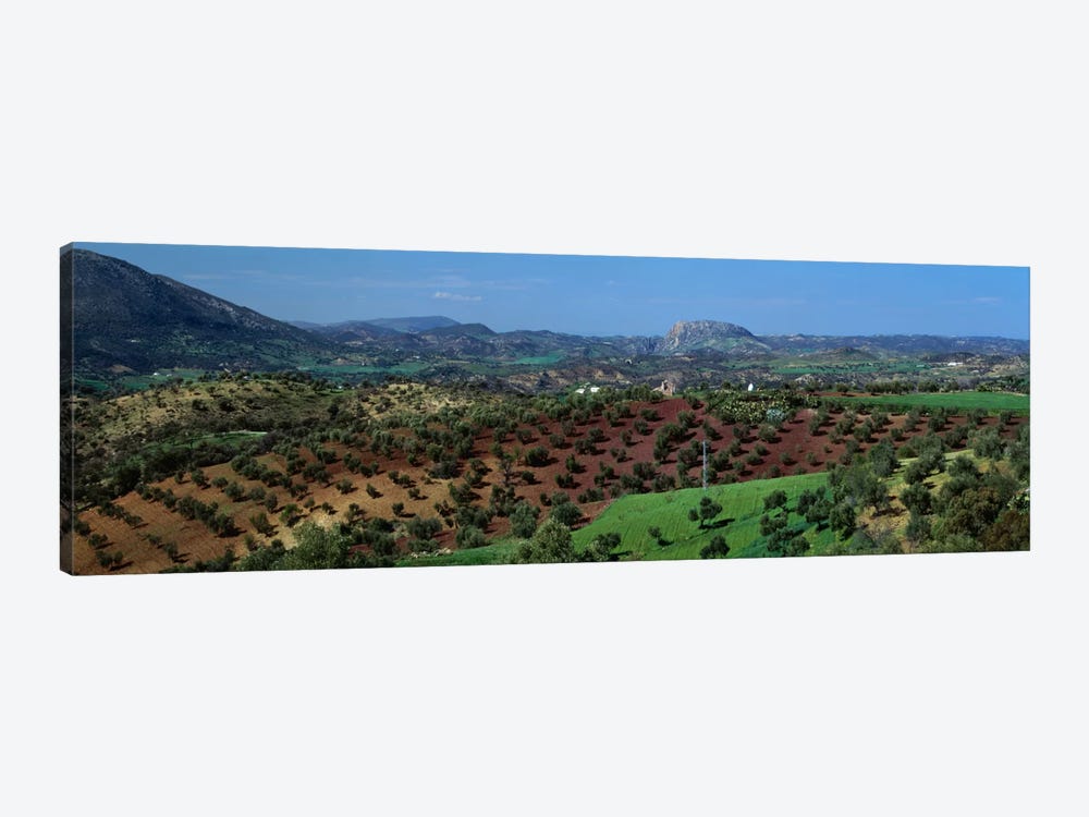 Olive Groves Andalucia Spain by Panoramic Images 1-piece Canvas Art Print