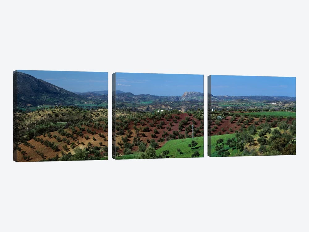 Olive Groves Andalucia Spain by Panoramic Images 3-piece Art Print