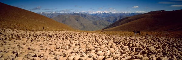 New Zealand: Sheep Otago New Zealand by Panoramic Images