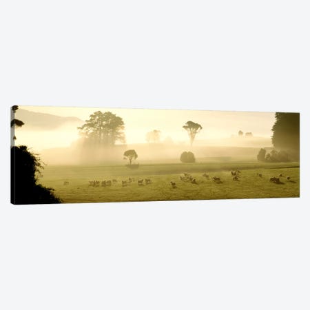 Farmland & Sheep Southland New Zealand Canvas Print #PIM1294} by Panoramic Images Canvas Print