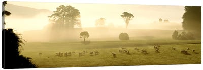 Farmland & Sheep Southland New Zealand Canvas Art Print - New Zealand Art