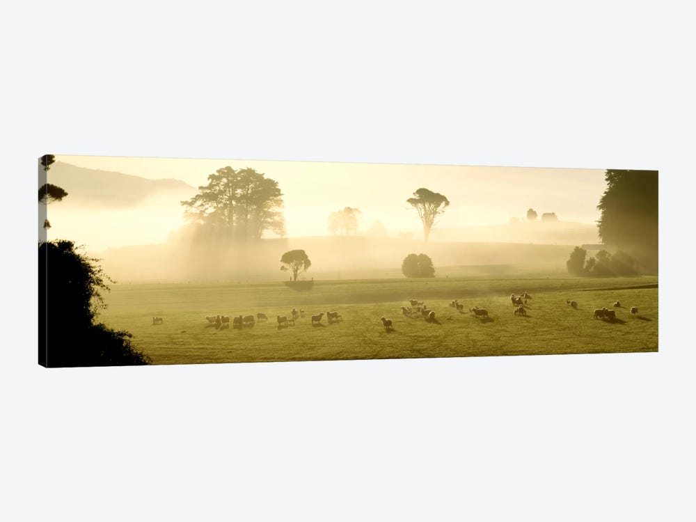 Farmland & Sheep Southland New Zealand by Panoramic Images 1-piece Canvas Art