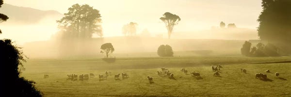 New Zealand: Farmland & Sheep Southland New Zealand by Panoramic Images