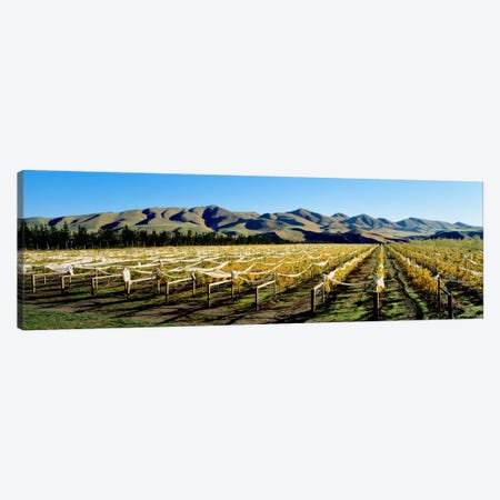 Vineyards N Canterbury New Zealand Canvas Print #PIM1295} by Panoramic Images Art Print